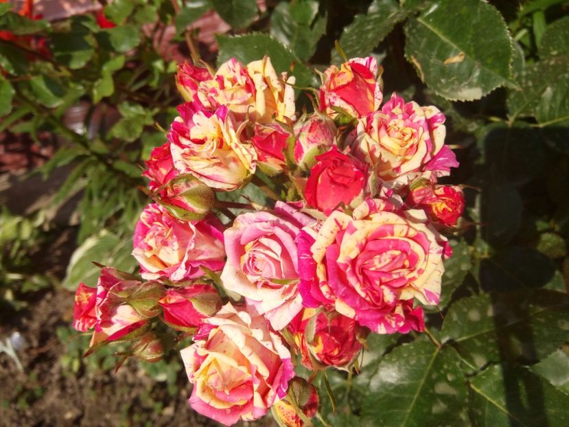 DIMOV Miniroza - A Ultimii lăstari de trandafiri disponibili