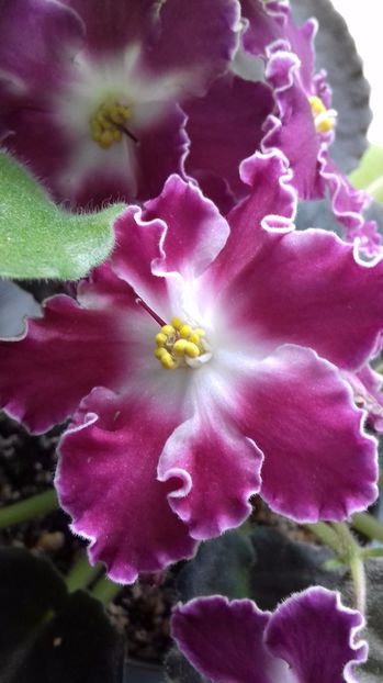  - Florile mele