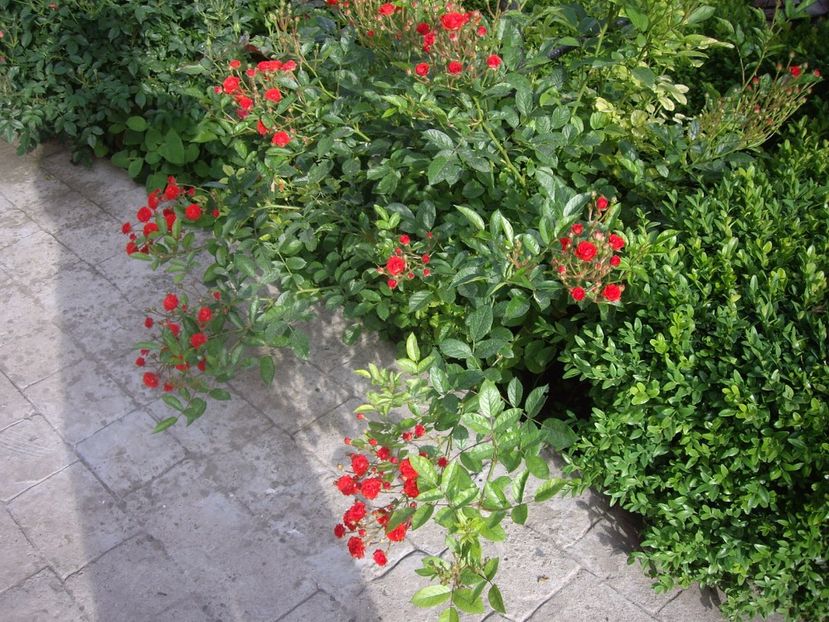 IMGP0793 - Trandafiri si peisaje 2017 -2