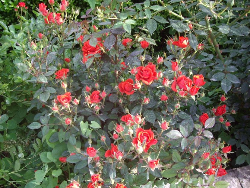 miniatura - Trandafiri si peisaje 2017 -2