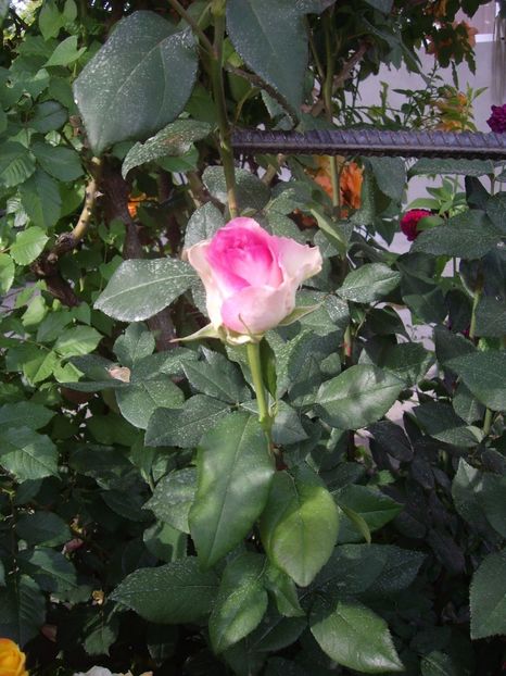 IMGP0798 - Trandafiri si peisaje 2017 -2