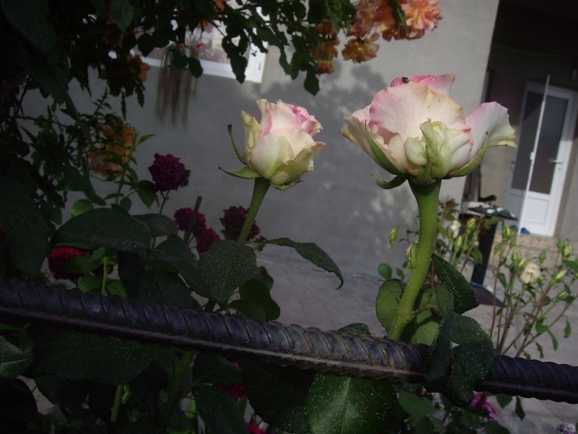 IMGP0799 - Trandafiri si peisaje 2017 -2