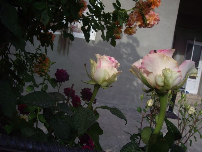 IMGP0800 - Trandafiri si peisaje 2017 -2