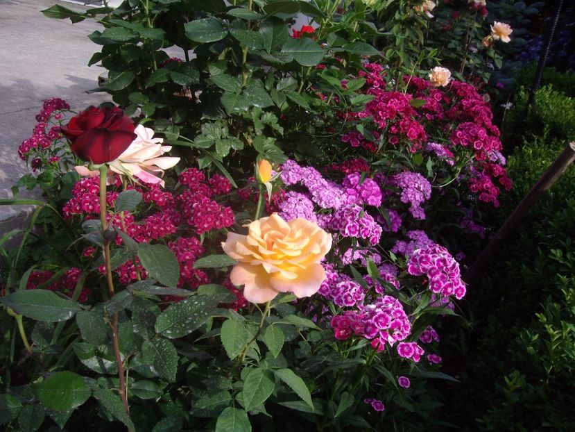 IMGP0803 - Trandafiri si peisaje 2017 -2