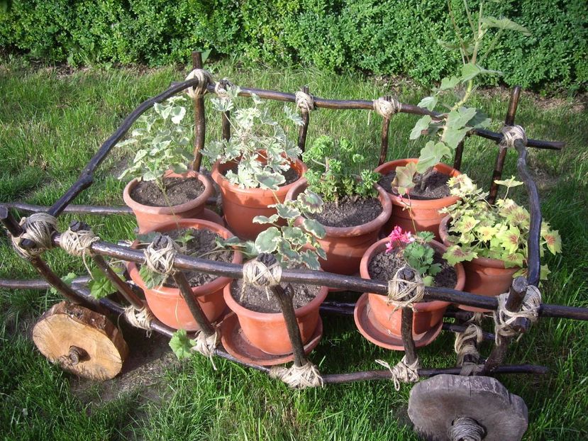 IMGP0804 - Trandafiri si peisaje 2017 -2