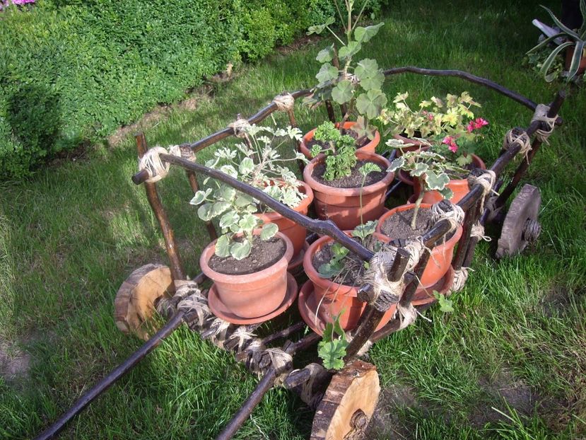 IMGP0805 - Trandafiri si peisaje 2017 -2