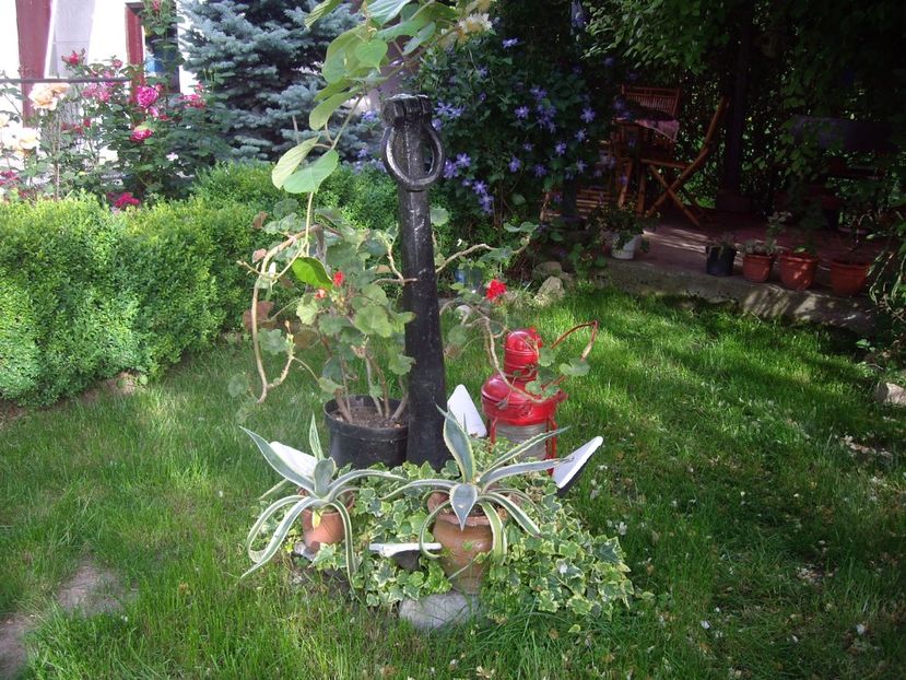 IMGP0807 - Trandafiri si peisaje 2017 -2