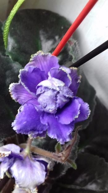  - Florile mele