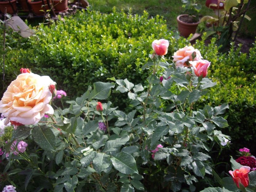 IMGP0810 - Trandafiri si peisaje 2017 -2