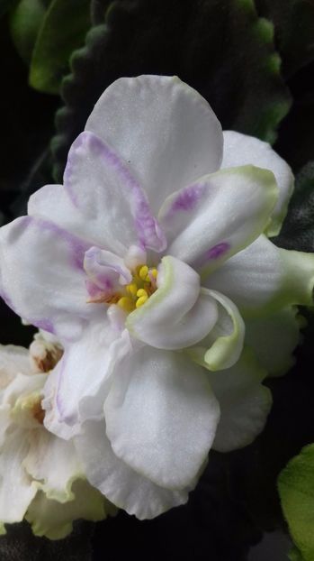  - Florile mele