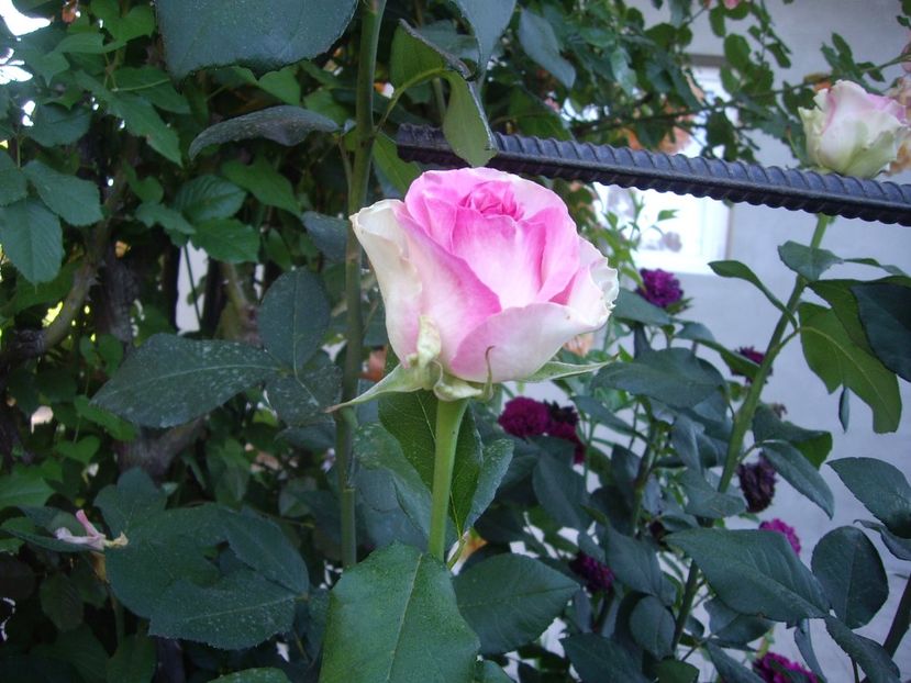 IMGP0829 - Trandafiri si peisaje 2017 -2