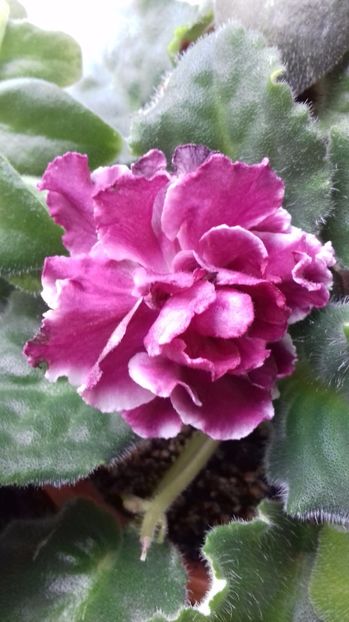  - Florile mele