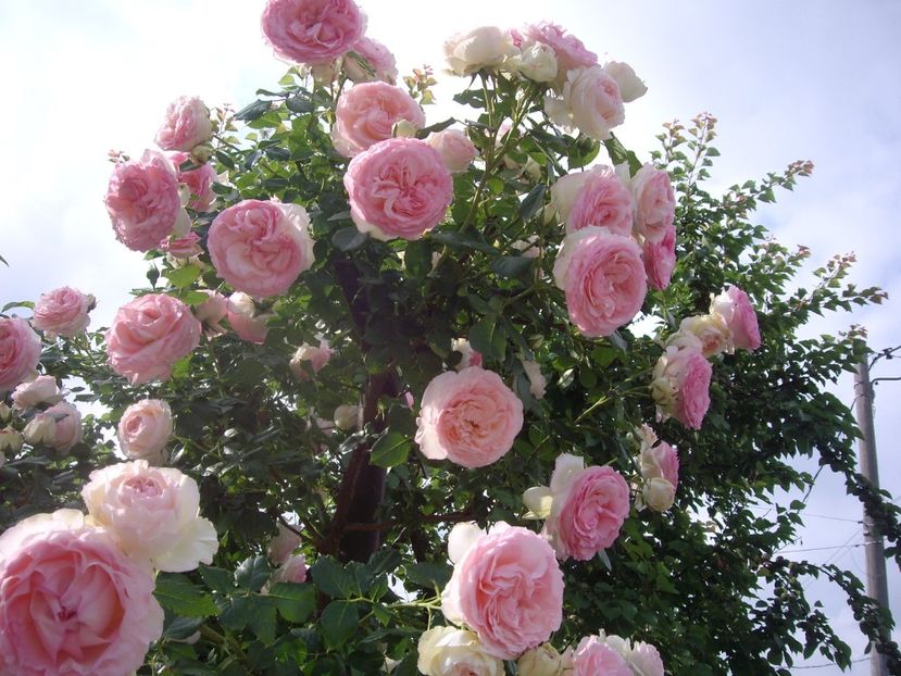 IMGP0754 - TRANDAFIRI -URCATORI -2017