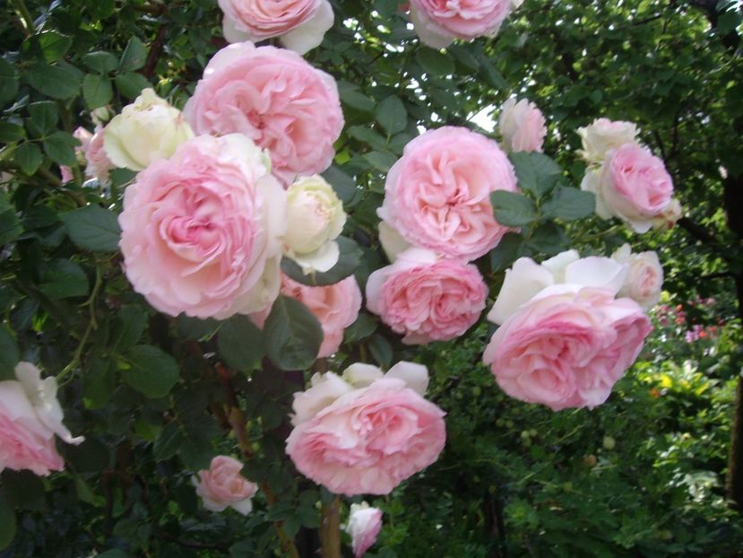 Eden Rose - TRANDAFIRI -URCATORI -2017