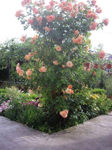 IMGP0756 - TRANDAFIRI -URCATORI -2017