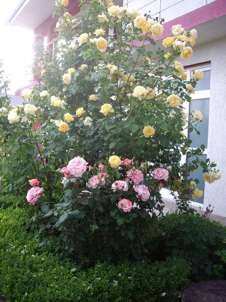 IMGP0758 - TRANDAFIRI -URCATORI -2017