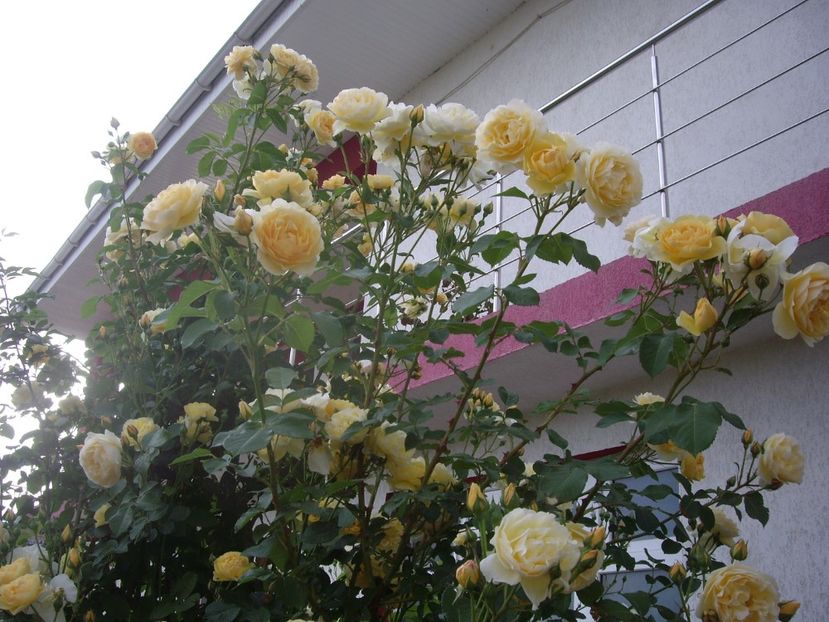 IMGP0759 - TRANDAFIRI -URCATORI -2017