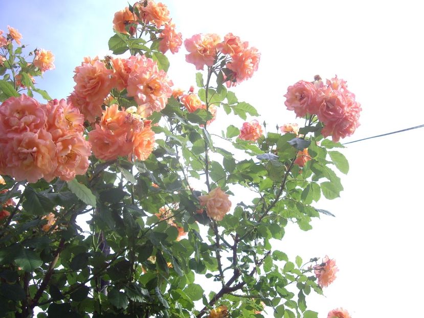 IMGP0760 - TRANDAFIRI -URCATORI -2017