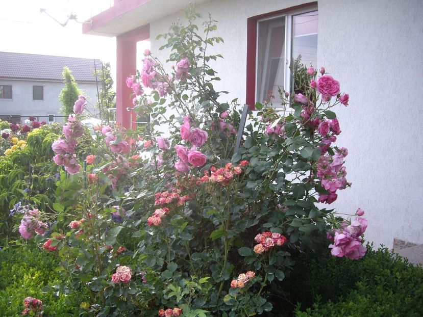 IMGP0761 - TRANDAFIRI -URCATORI -2017