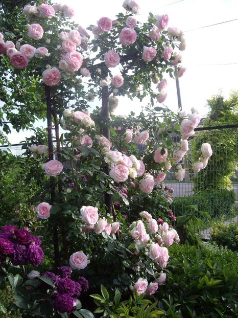 IMGP0763 - TRANDAFIRI -URCATORI -2017