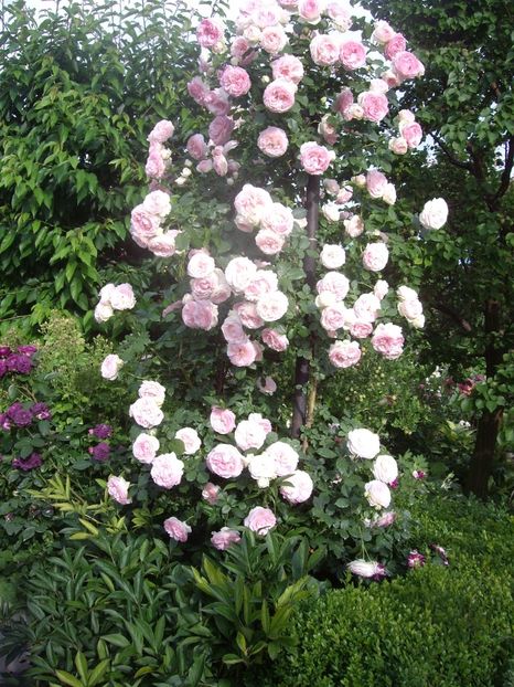 IMGP0764 - TRANDAFIRI -URCATORI -2017