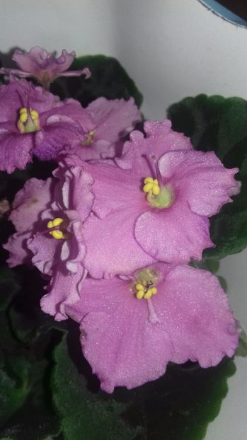 Optimara EverFloris - OPTIMARA EVER FLORIS