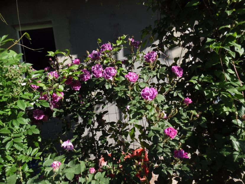  - Moss William Lobb-istoric