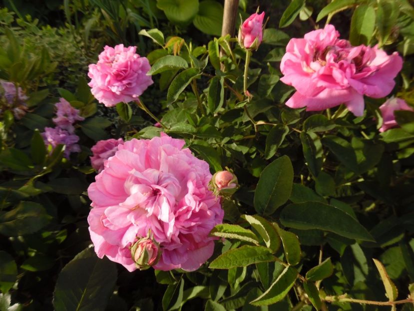  - Damask Marie Louise