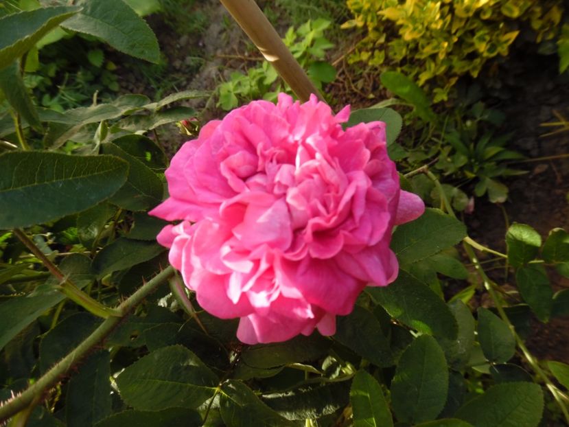  - Damask Marie Louise