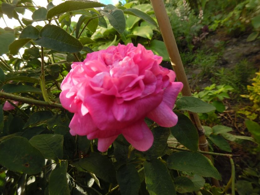  - Damask Marie Louise