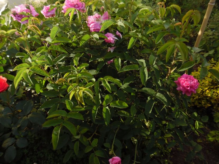  - Damask Marie Louise