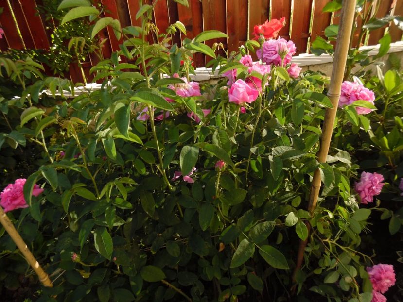  - Damask Marie Louise