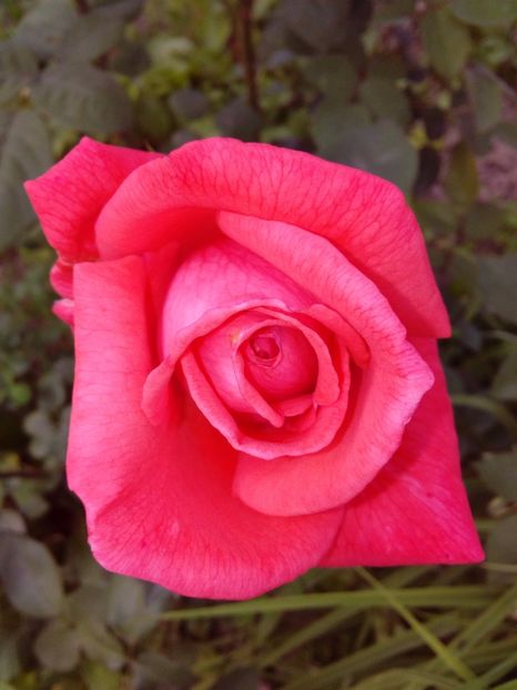  - AAAAA_R_TRANDAFIRI 2015_2017