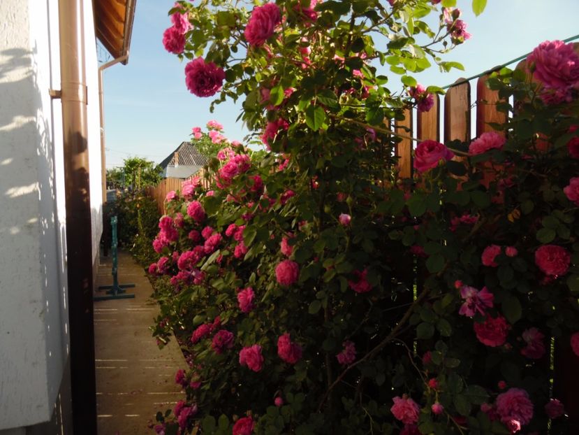 Ingramadit dupa casa - Bourbon Great Western