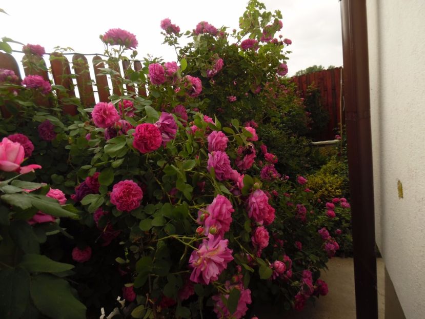  - Bourbon Great Western