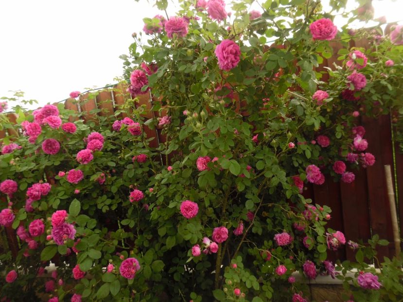  - Bourbon Great Western