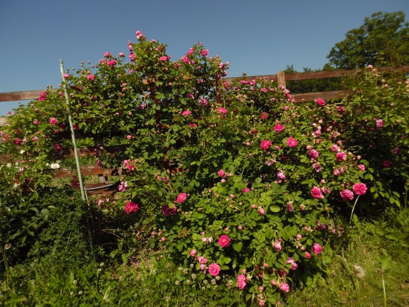 Si al doilea liber - Bourbon Great Western