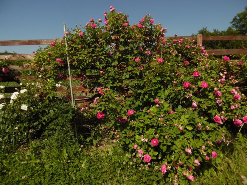  - Bourbon Great Western