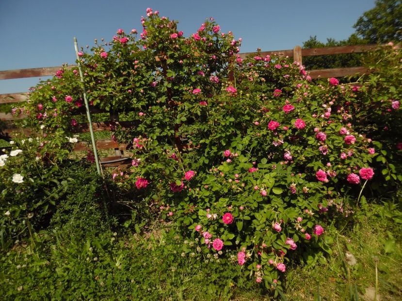  - Bourbon Great Western