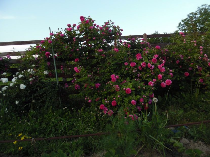  - Bourbon Great Western