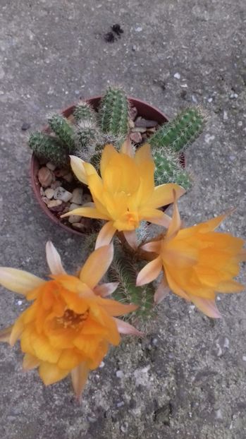 Echinopsis chamaecereus silvestrii culoare galbena - SPECIA Echinopsis chamaecereus silvestrii culoare galbena