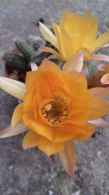 Echinopsis chamaecereus silvestrii culoare galbena - SPECIA Echinopsis chamaecereus silvestrii culoare galbena