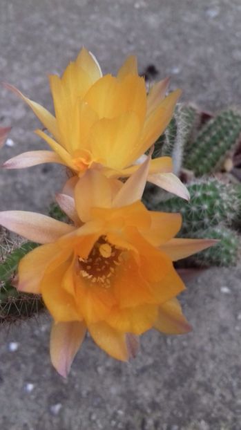 Echinopsis chamaecereus silvestrii culoare galbena - SPECIA Echinopsis chamaecereus silvestrii culoare galbena