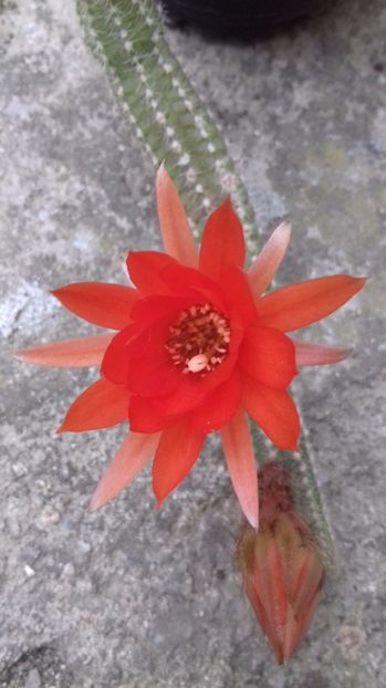 Echinopsis chamaecereus silvestrii culoare portocalie - SPECIA Echinopsis chamaecereus silvestrii culoare portocalie
