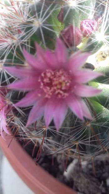 Mammillaria backebergiana - SPECIA Mammillaria backebergiana andreiandrei