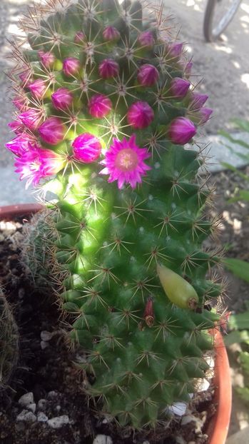 Mammillaria backebergiana - SPECIA Mammillaria backebergiana andreiandrei
