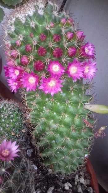 Mammillaria backebergiana - SPECIA Mammillaria backebergiana andreiandrei