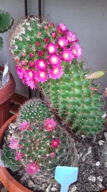 Mammillaria backebergiana - SPECIA Mammillaria backebergiana andreiandrei