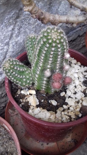  - FAMILIA CACTACEAE