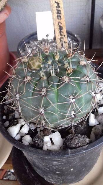 Gymnocalicium qhuenianum - SPECIA Gymnocalicium qhuenianum